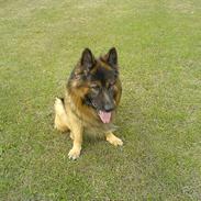 Schæferhund Hafran's Tasso 015