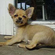 Chihuahua Lulu