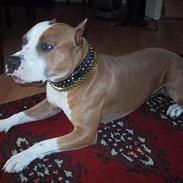 Amerikansk staffordshire terrier Sango