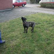 Boerboel Qato