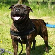 Staffordshire bull terrier Loui