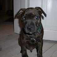 Staffordshire bull terrier Loui