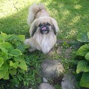 Pekingeser Gismo