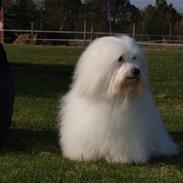 Coton de tulear DKCHKaltofts coton Cookie