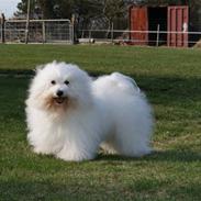 Coton de tulear DKCHKaltofts coton Cookie