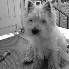 West highland white terrier Sisse