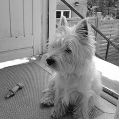 West highland white terrier Sisse