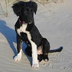 Blanding af racer Nova