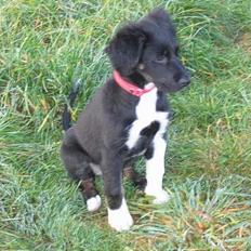 Blanding af racer Nova