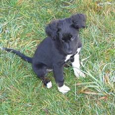 Blanding af racer Nova