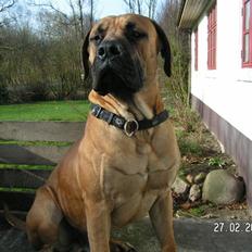 Boerboel BOELSPLAAS KONG ARTHUR