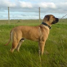 Boerboel BOELSPLAAS KONG ARTHUR
