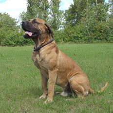 Boerboel BOELSPLAAS KONG ARTHUR