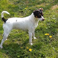 Dansk svensk gaardhund Bella (My Bonnie Ikea)