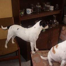 Dansk svensk gaardhund Bella (My Bonnie Ikea)