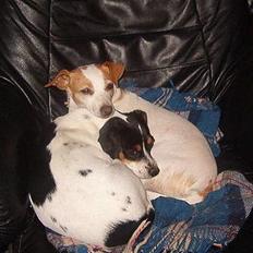 Dansk svensk gaardhund Bella (My Bonnie Ikea)