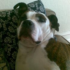 Amerikansk staffordshire terrier Tulle (Ulla)