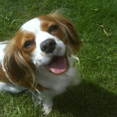 Cavalier king charles spaniel Maggie