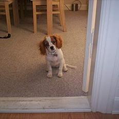 Cavalier king charles spaniel Maggie