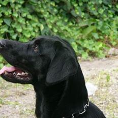 Labrador retriever King Von Smed