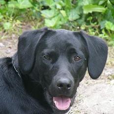 Labrador retriever King Von Smed