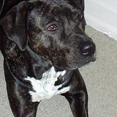 Blanding af racer Eika