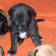 Blanding af racer Eika