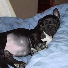 Blanding af racer Eika