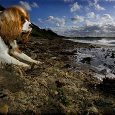 Cavalier king charles spaniel Diesel