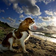 Cavalier king charles spaniel Diesel