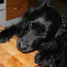 Blanding af racer Kiwi