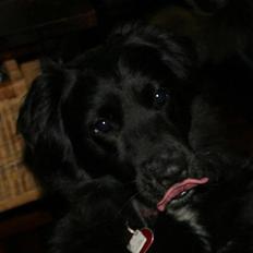 Blanding af racer Kiwi