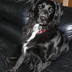 Blanding af racer Kiwi