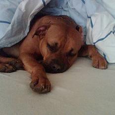 Blanding af racer Kenzo