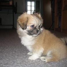 Tibetansk spaniel Follow Cespas Polly Pop