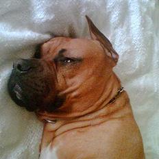 Blanding af racer Kenzo