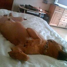 Blanding af racer Kenzo