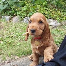 Cocker spaniel Smilla