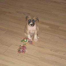 Amerikansk staffordshire terrier Daisy