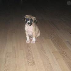 Amerikansk staffordshire terrier Daisy