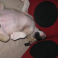 Amerikansk staffordshire terrier Daisy