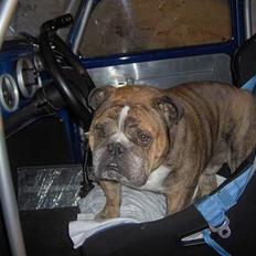 Engelsk bulldog Outskirts Diesel