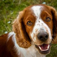 Welsh springer spaniel Monty