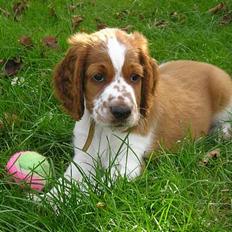 Welsh springer spaniel Monty