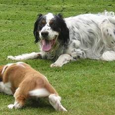 Welsh springer spaniel Monty