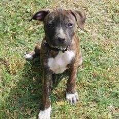 Blanding af racer Lilo