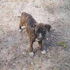 Blanding af racer Lilo