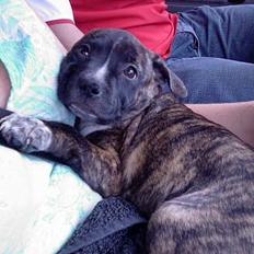 Blanding af racer Lilo