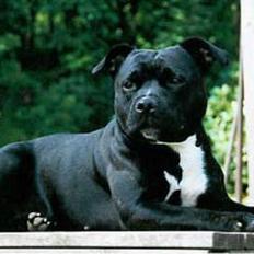 Staffordshire bull terrier Little Frogs