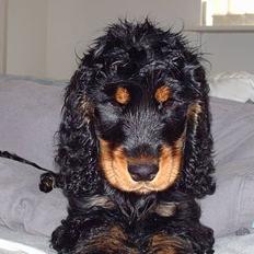 Cocker spaniel Cockerhusets Asterix